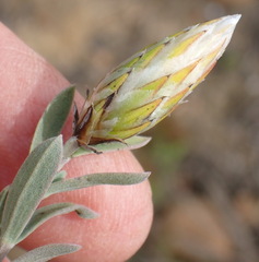 Pteronia membranacea