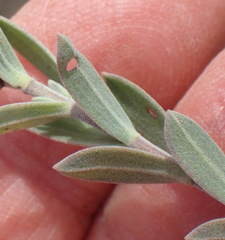Pteronia membranacea
