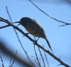 Anthobaphes violacea