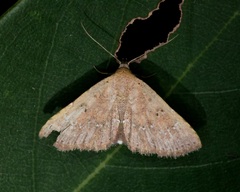 Cerynea punctilinealis