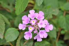 Lantana montevidensis