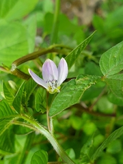 Cleome rutidosperma