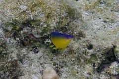 Pomacentrus simsiang