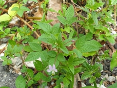 Cleome rutidosperma