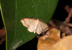 Idaea impexa