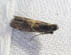 Mesciniadia infractalis