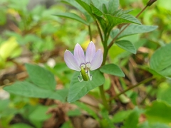 Cleome rutidosperma