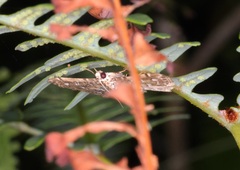 Metoeca nymphulalis