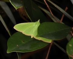 Parotis punctiferalis