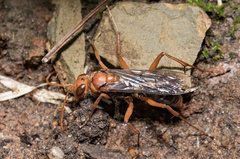 Hemipepsis tamisieri