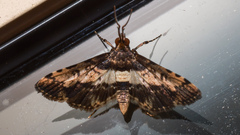 Nacoleia amphicedalis
