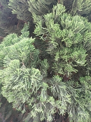 Juniperus chinensis