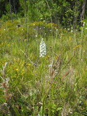 Platanthera nivea
