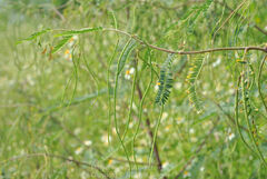 Sesbania cannabina