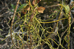 Cassytha filiformis