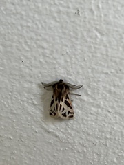 Ocnogyna clathrata