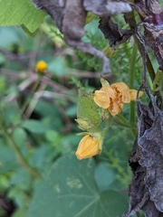 Thladiantha nudiflora