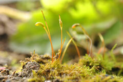 Haplocladium microphyllum