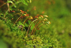 Haplocladium microphyllum