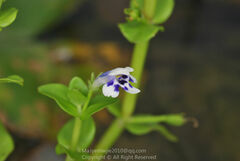 Lindernia rotundifolia