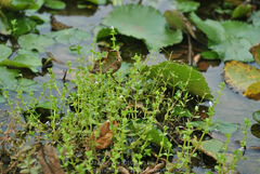 Lindernia rotundifolia