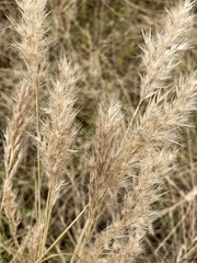 Rytidosperma caespitosum