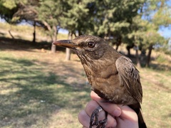 Turdus merula aterrimus
