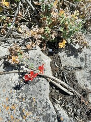 Pelargonium fulgidum