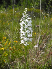 Platanthera nivea