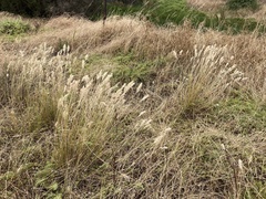Rytidosperma caespitosum
