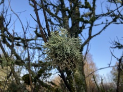 Evernia