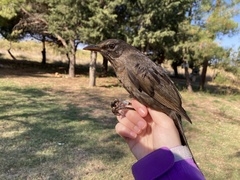 Turdus merula aterrimus