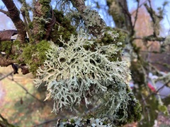 Evernia