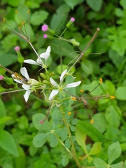 Cleome gynandra