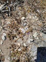 Cyanella