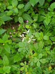 Cleome gynandra