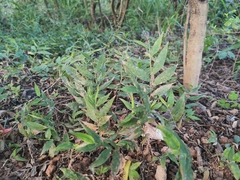 Oplismenus compositus