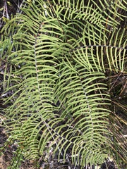 Gleichenia