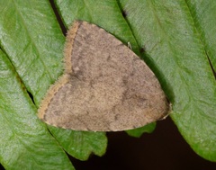 Anachrostis