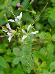 Cleome gynandra