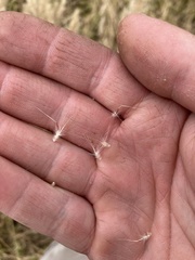 Rytidosperma caespitosum