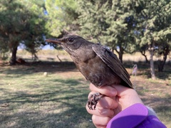 Turdus merula aterrimus
