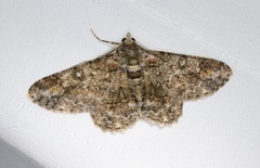 Cleora alienaria