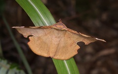 Fascellina chromataria