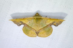 Fascellina plagiata