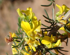 Aspalathus subtingens