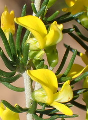 Aspalathus subtingens