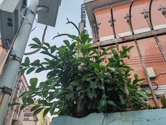 Ficus microcarpa