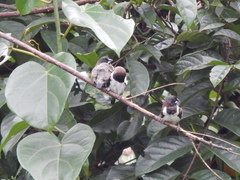 Spermestes cucullata