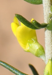 Aspalathus subtingens